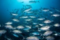 Large School of Bigeye Jacks in Blue Water Royalty Free Stock Photo