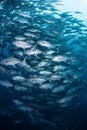 Large School of Bigeye Jacks Royalty Free Stock Photo