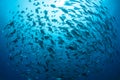 Large School of Bigeye Jacks in Palau Royalty Free Stock Photo