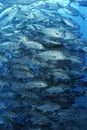 Large school of bigeyed trevally fish