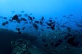 Large School of Black Fish in Silhouette Underwater in Blue Ocean