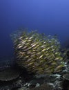 A large school of Dory snapper fish