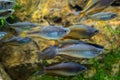 Large school of fish in an aquarium Royalty Free Stock Photo