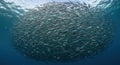 Large school of fish ball underwater Royalty Free Stock Photo