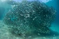 Large School of Fish in Melanesia Royalty Free Stock Photo