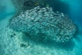 Large School of Fish in Melanesia and Snorkeler Royalty Free Stock Photo