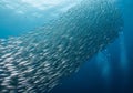 A large school of fish swims Royalty Free Stock Photo