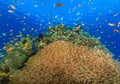 Large school of Glassfish on a coral reef Royalty Free Stock Photo