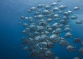 Large school of Orbicular spadefish Platax orbicularis Royalty Free Stock Photo