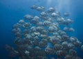 Large school of Orbicular spadefish Platax orbicularis Royalty Free Stock Photo