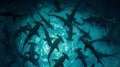 Large school of scalloped hammerhead sharks swimming. Royalty Free Stock Photo