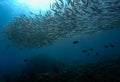 Large school of snappers fish underwater in blue colors