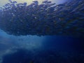 Large school of snappers fish underwater in blue colors