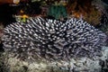 Large School of Striped Eel Catfish in Raja Ampat Royalty Free Stock Photo