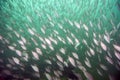 Large School of Tomtate Fish - Inshore Panama City