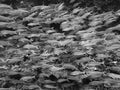 Large School of Tropical Fish in Black and White