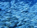 Large School of Tropical Fish in Blue Ocean Water Royalty Free Stock Photo