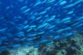 Large school of tropical fish in ocean