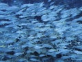 Large School of Tropical Fish Traffic Under Water