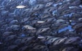 A large school of Twinspot snapper fish filling the frame