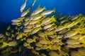 Large school of yellow Bluebanded snapper fish