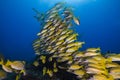 Large school of yellow Bluebanded snapper fish