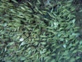 Large School of Yellow striped Convict Tang Fish swim above the coral