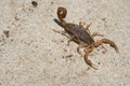 Large scorpion