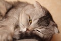 Grey tabby cat sleeping Royalty Free Stock Photo