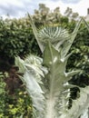 Large Scottish thistle head