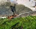 large sea crab sits on a rock with green algae on a summer day Royalty Free Stock Photo