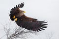 Large sea eagle flying over the trees in the mountains Royalty Free Stock Photo