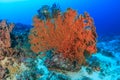 Large sea fan on a coral reef Royalty Free Stock Photo