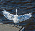 A great egret lands on the marina dock after losing its perch to a pelican