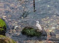 A large sea gull sits on a stone in the water in Istanbul, Turkey