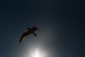 A large sea gull soars against the sky in Istanbul, Turkey