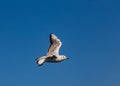 A large sea gull soars against the sky in Istanbul, Turkey