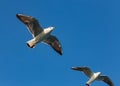 A large sea gull soars against the sky in Istanbul, Turkey