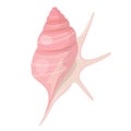 Large sea pink shell, beach spiral seashell