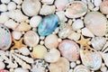 Large Sea Shell Collection with Natural Oyster Pearls Composition Royalty Free Stock Photo