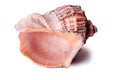 Large sea shell isolated closeup white background Royalty Free Stock Photo