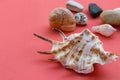 Large sea shell and small shells of light and brown color on a coral background Royalty Free Stock Photo