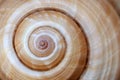 Large sea shell swirl,background