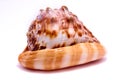 Large Sea shell, white background Royalty Free Stock Photo