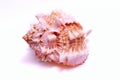 Large Sea shell, white background Royalty Free Stock Photo