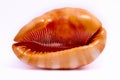 Large Sea shell, white background Royalty Free Stock Photo