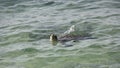 a large sea turtle breathes air Royalty Free Stock Photo