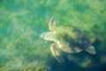 Large sea turtle Caretta Caretta in the Mediterranean Sea Royalty Free Stock Photo