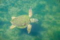 Large sea turtle Caretta Caretta in the Mediterranean Sea Royalty Free Stock Photo