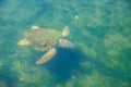 Large sea turtle Caretta Caretta in the Mediterranean Sea Royalty Free Stock Photo